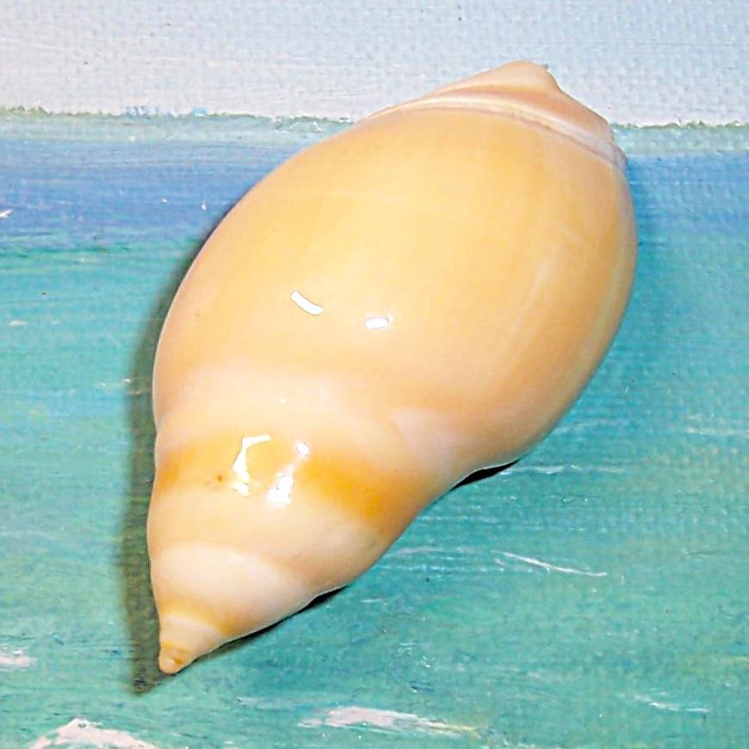Specimen Grade 61.7mm Amalda Tankervillii TANKERVILLE'S ANCILLA ...