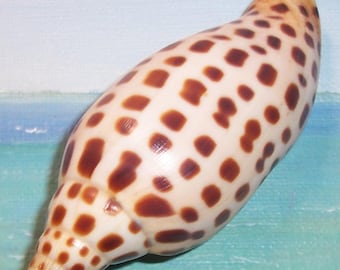 93.9mm Scaphella JUNONIA Juno's VOLUTE Shell, Seashell w/ very Dark Spots