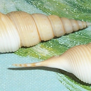 Set of two 60.8&66.7mm Rimellopsis powisii Powis's TIBIA Shell, Seashell JB image 3