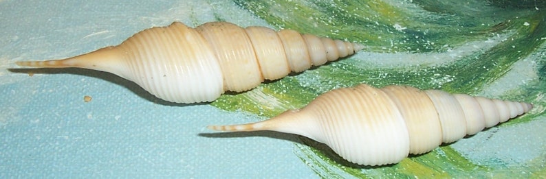 Set of two 60.8&66.7mm Rimellopsis powisii Powis's TIBIA Shell, Seashell JB image 3