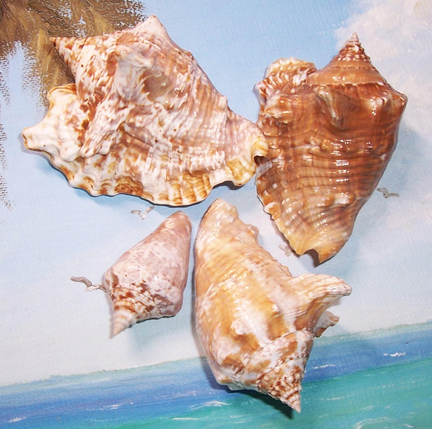 Set of Four 50.7-85.3mm Florida Keys Collected Lobatus Raninus