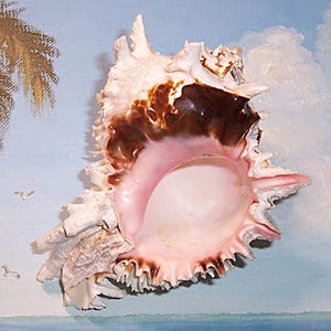 123.5 mm Hexaplex Phyllonotus regius REGAL MUREX Muschel, Muschel mit PINK Blende