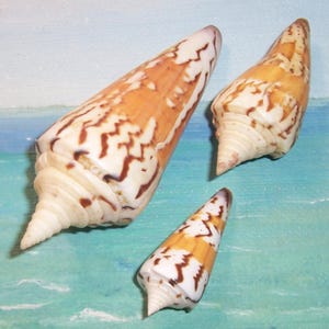 May include: Three cone shells of varying sizes, each featuring a smooth, tapered shape with a pointed spire. The shells display a distinct pattern of white and tan coloration, characterized by jagged, brown, zigzag markings across the surface.