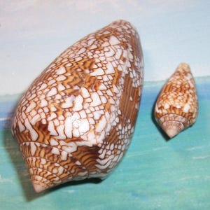 Peut inclure: Deux coquillages coniques aux motifs complexes. La coquille la plus grande présente un motif en mosaïque de marques blanches et marron, tandis que la plus petite coquille présente des motifs similaires, mais plus concentrés. Les coquillages sont posés sur un fond bleu et vert.