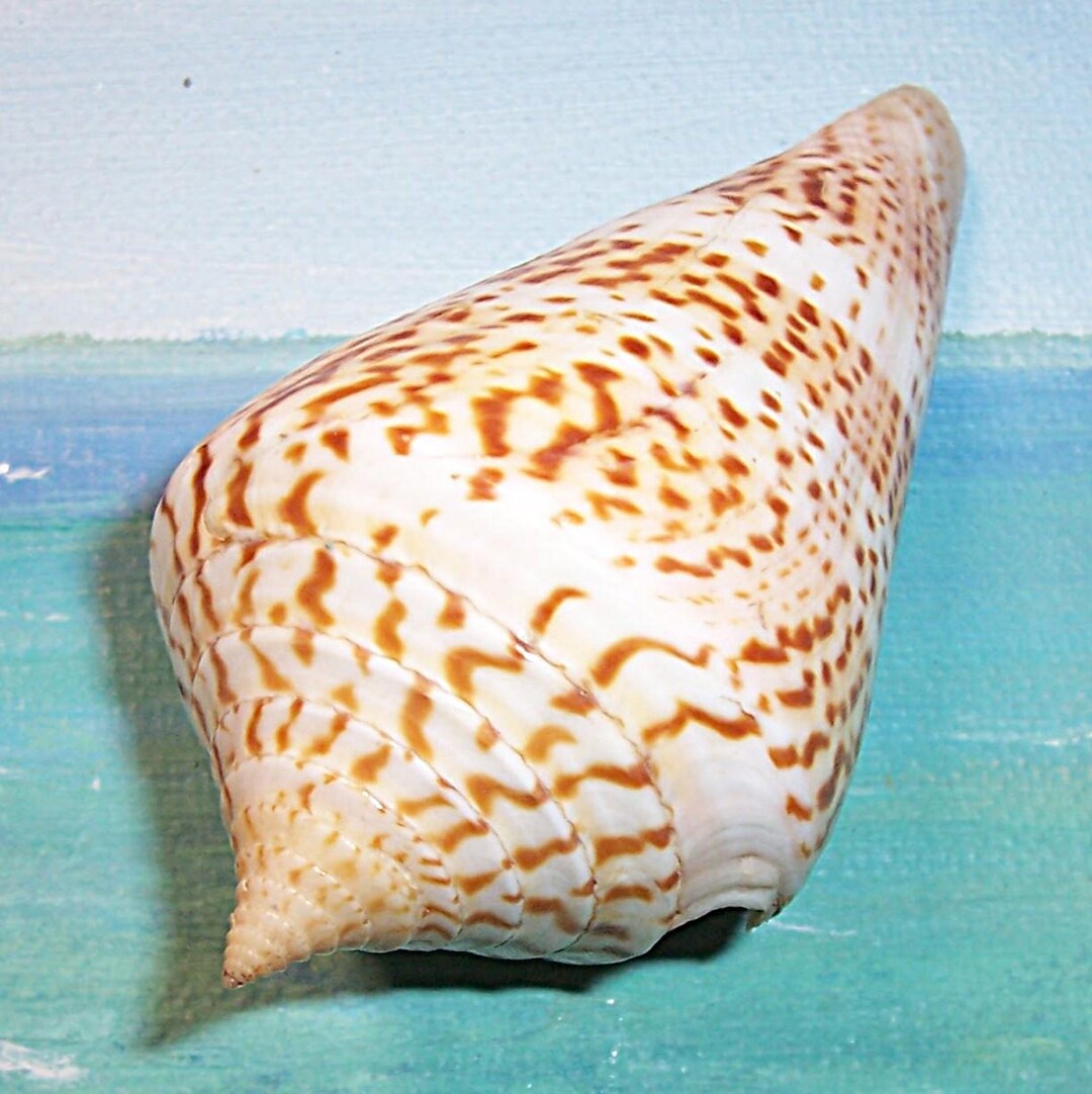 Large 79.2mm CONUS Conasprella Delessertii SOZON'S, Flame Cone Shell ...