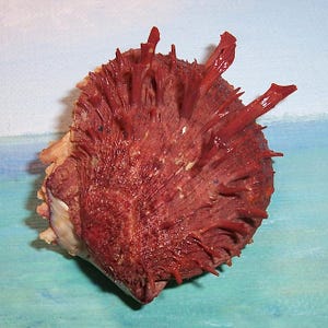 55.0mm Red matched Bivalve SPONDYLUS Americanus AMERICAN Thorny OYSTER Shell, Seashell