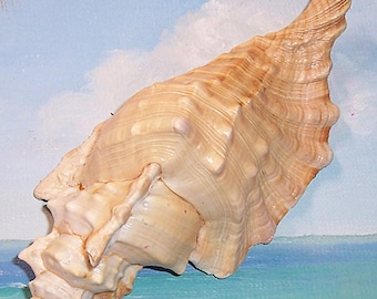 Huge 175.4mm Cymatium Femorale ANGULAR TRITON Shell, Seashell