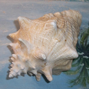 May include: A large, textured seashell with a cream and tan color palette. The shell has a spiral shape with multiple protrusions and a rough surface. The overall shape is irregular and organic, suggesting a natural origin. The shell is a decorative item.