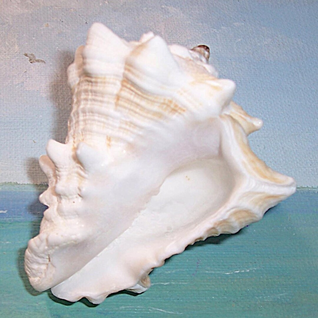 Large 79.0mm FLORIDA Keys Vasum Muricatum Caribbean Vase Shell SEASHELL ...