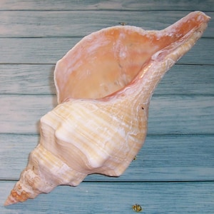 May include: A large conch shell featuring a smooth, glossy interior in shades of peach and cream. The exterior displays a textured, spiral structure with natural ridges and variations in color, ranging from pale white to light tan and orange.