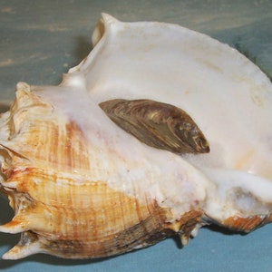 Huge 150.8mm Florida Melongena Corona Kings CROWN Conch SEASHELL JB - Etsy