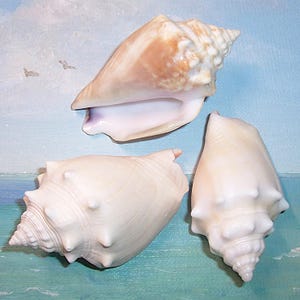 May include: Three conch shells arranged in a group. One shell is positioned at the top with a wide, open aperture and tan coloring. Two additional shells are placed below, featuring a creamy white exterior with small, pointed spikes.