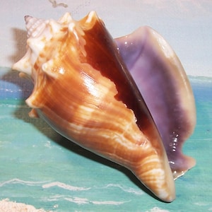 May include: A large, conch shell with a spiral shape. The shell features a gradient of colors, including shades of brown, tan, and purple. The shell's surface has a glossy finish, and the interior is a soft purple color. The shell is a natural, organic shape.