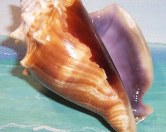 79.1mm Florida Gulf Beach Collected PURPLE, Violet Lipped Strombus alatus FIGHTING CONCH Seashell, Shell
