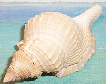 Large 67.1mm Distorsio clathrata ATLANTIC DISTORED TRITON Shell, Seashell