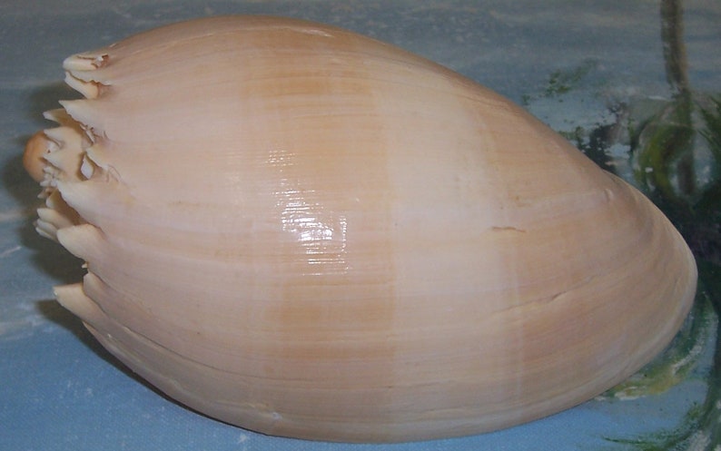 157.59mm Melo Aethiopicus CROWNED Baler, Philippine MELON Shell ...