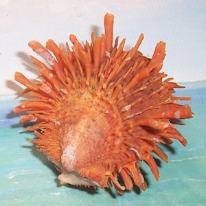 51.8mm dark Orange matched Bivalve SPONDYLUS Americanus AMERICAN Thorny OYSTER Shell, Seashell