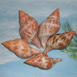 Set von fünf 104.6-122.6mm Florida Keys gesammelt ORANGE & ROT True TULIP Schnecken Muscheln