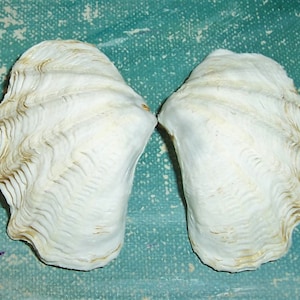 Juvenile 49.0 mm Tridacna Gigas Riesenmuschel Muschel #2