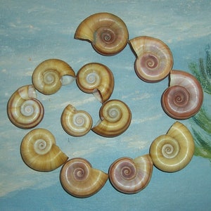 One Dozen Florida Collected Marisa cornuarietis Columbian RAMSHORN Apple Snail SHELLS 1 JB image 1