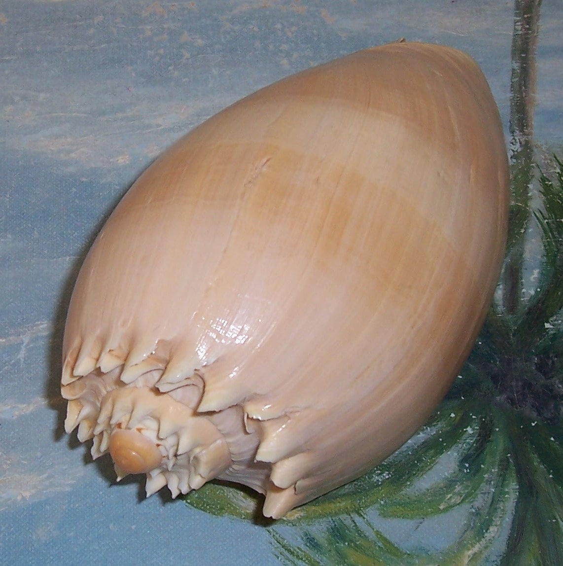 157.59mm Melo Aethiopicus CROWNED Baler, Philippine MELON Shell