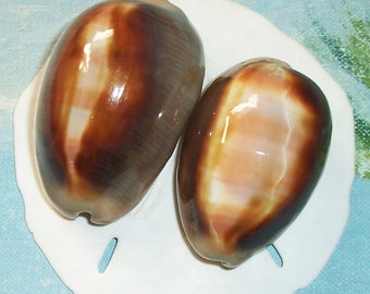 Cypraea Staphylaea limacina タカラガイ ~25/29 mm. (1
