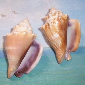 May include: Two conch shells with a spiral design and a light brown and purple colour scheme. The shells have a smooth, glossy texture and are set against a painted background with a blue and green colour scheme.