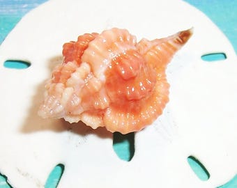 Beautiful 27.7mm FLORIDA 10K Islands Collected Rare Vokesimurex Rubidus bright Orange/Red ROSE MUREX Seashell #5