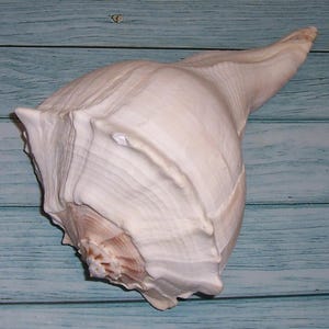 Puede incluir: Una gran concha de caracol de color blanquecino, con forma de espiral y una espira prominente y puntiaguda. La concha tiene una superficie texturizada con crestas visibles y un aspecto natural. El fondo es una superficie de madera azul claro.