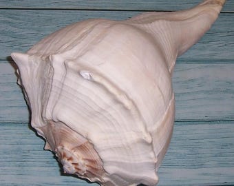 Enorme, 11,5" FLORIDA Found Sinistrofulgur perversum LIGHTNING WHELK Schelp, schelp