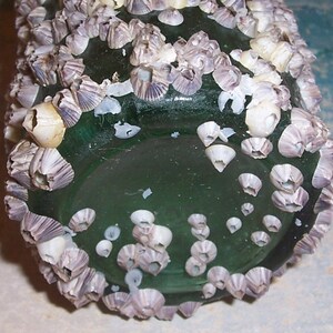 large ANTIQUE, Vintage dark Aqua OCEAN Found Bottle Encrusted with BARNACLES & Oyster Shells image 5