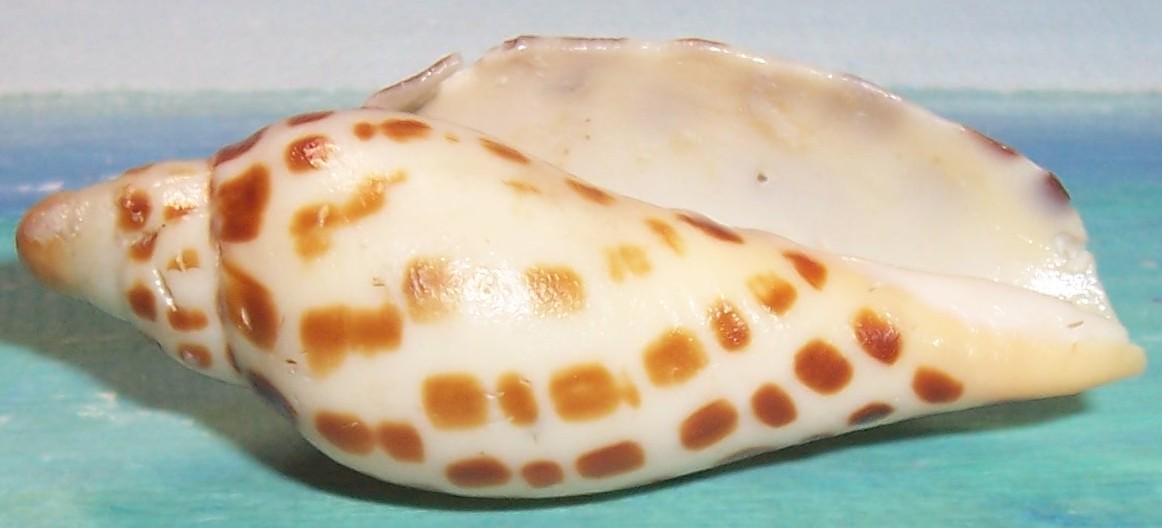 RARE, Baby 53.8mm (2.12