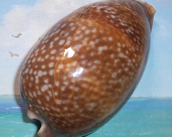 Huge 131.0mm FLORIDA Keys found Cypraea Cervus Atlantic DEER COWRY  Shell Seashell