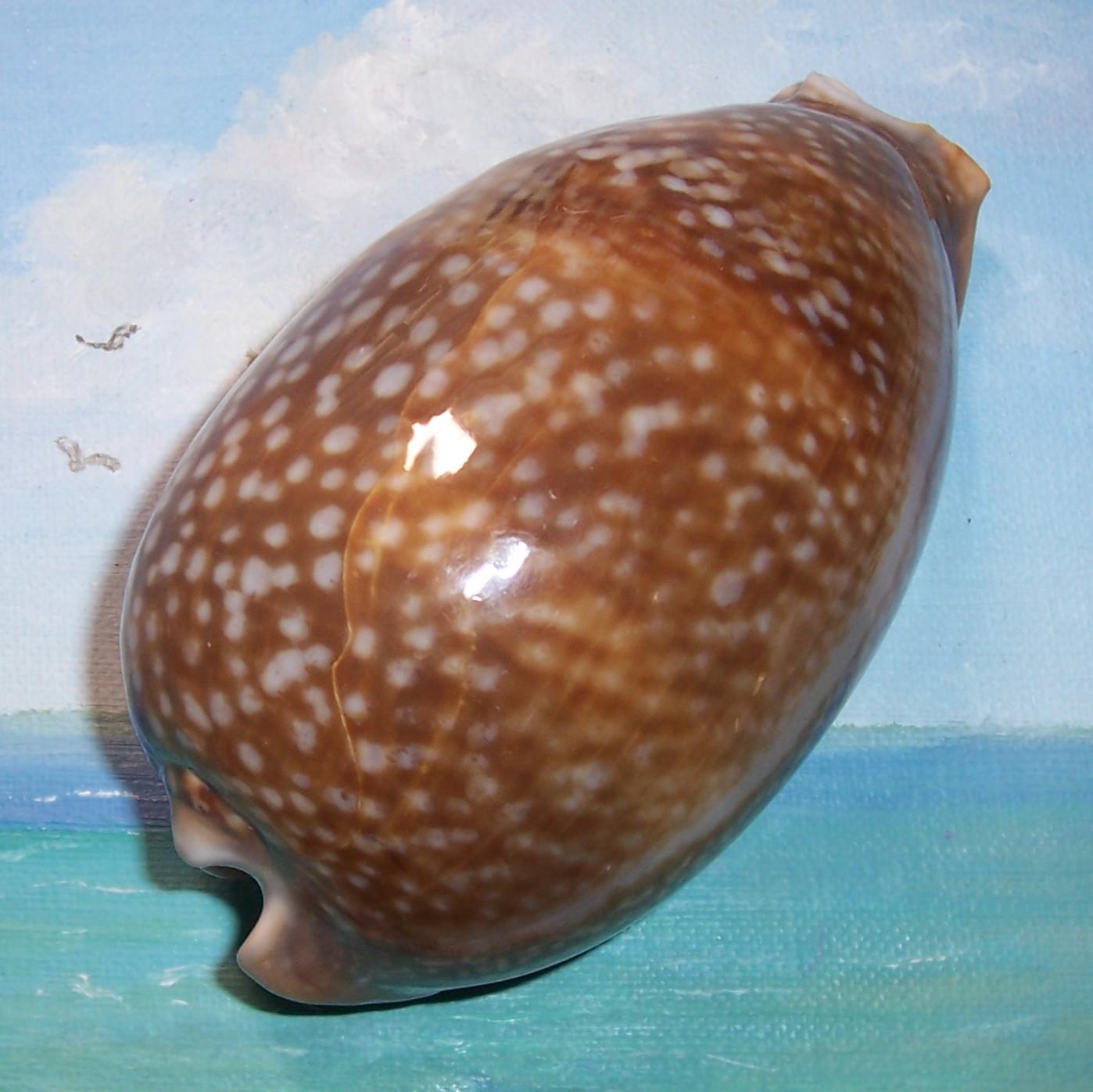 巨大な131.0 mmのフロリダキーズで発見されたCypraea Cervus大西洋シカ