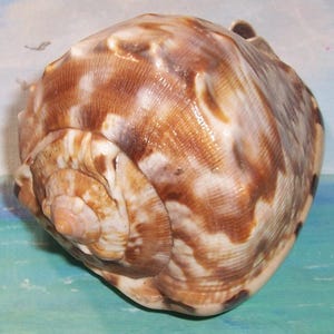 May include: A large, rounded sea shell featuring a spiraled top and a smooth, glossy surface. The shell displays a complex pattern of mottled brown, tan, and cream-colored markings, with subtle ridges and a distinct, pointed apex at the center.
