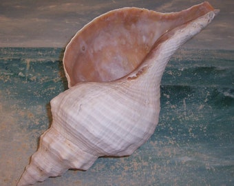 Large 13 1/4" FLORIDA Beach Found HORSE Conch SEASHELL...Orange Interior w/ Knobless Tendancies #12