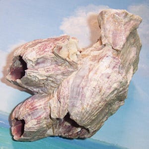 May include: A natural, multi-layered seashell with a rough, textured surface. The shell displays a mix of off-white, pale purple, and reddish-purple hues. The shell has several openings and a unique, organic shape.