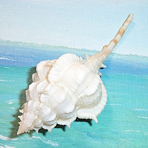 84.6mm Vokesimurex gallinago HEN MUREX Shell, Seashell