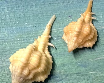 Set of two 28.8&22.9mm Florida 10K Islands Vokesimurex rubidus ROSE MUREX Shell, Seashell