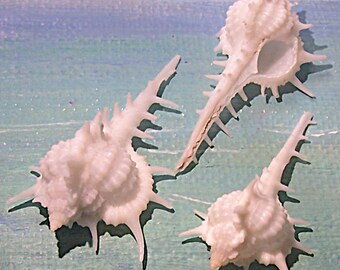 Set of three petite juvenile 32.6-37.6mm FLORIDA Vokesimurex cabritii CABRITS MUREX Shell, Seashell #5
