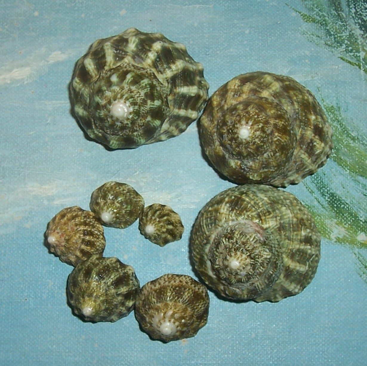 Lot of Eight 13.3-42.7mm Florida Keys Lithopoma Tuber GREEN STAR