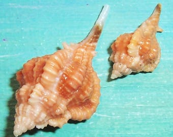 Set of two 21.0& 35.0mm FLORIDA 10K Islands Collected bright Orange Vokesimurex Rubidus ROSE MUREX Shell, Seashell