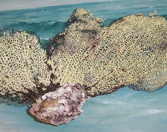 small Natural Yellow & Black SEA FAN Coral from Puerto Rico (#5)
