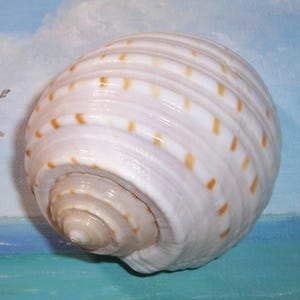 以下が含まれることがあります： 茶色の縞模様と螺旋模様のある白い貝殻。貝殻は滑らかで光沢があります