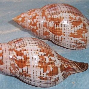 Set of Two 112.8&106.8mm Florida Keys Colleted ORANGE, Red Fasciolaria ...