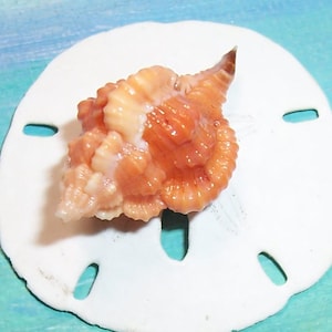 Beautiful 29.7mm FLORIDA 10K Islands Collected Rare Vokesimurex Rubidus bright Orange/Red ROSE MUREX Seashell #4