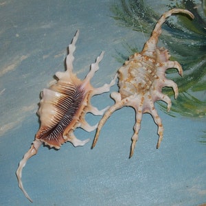 Set of two 122.9&132.4mm Strombus Lambis scorpius Scorpion SPIDER CONCH Shell, Seashell w/ Data JB