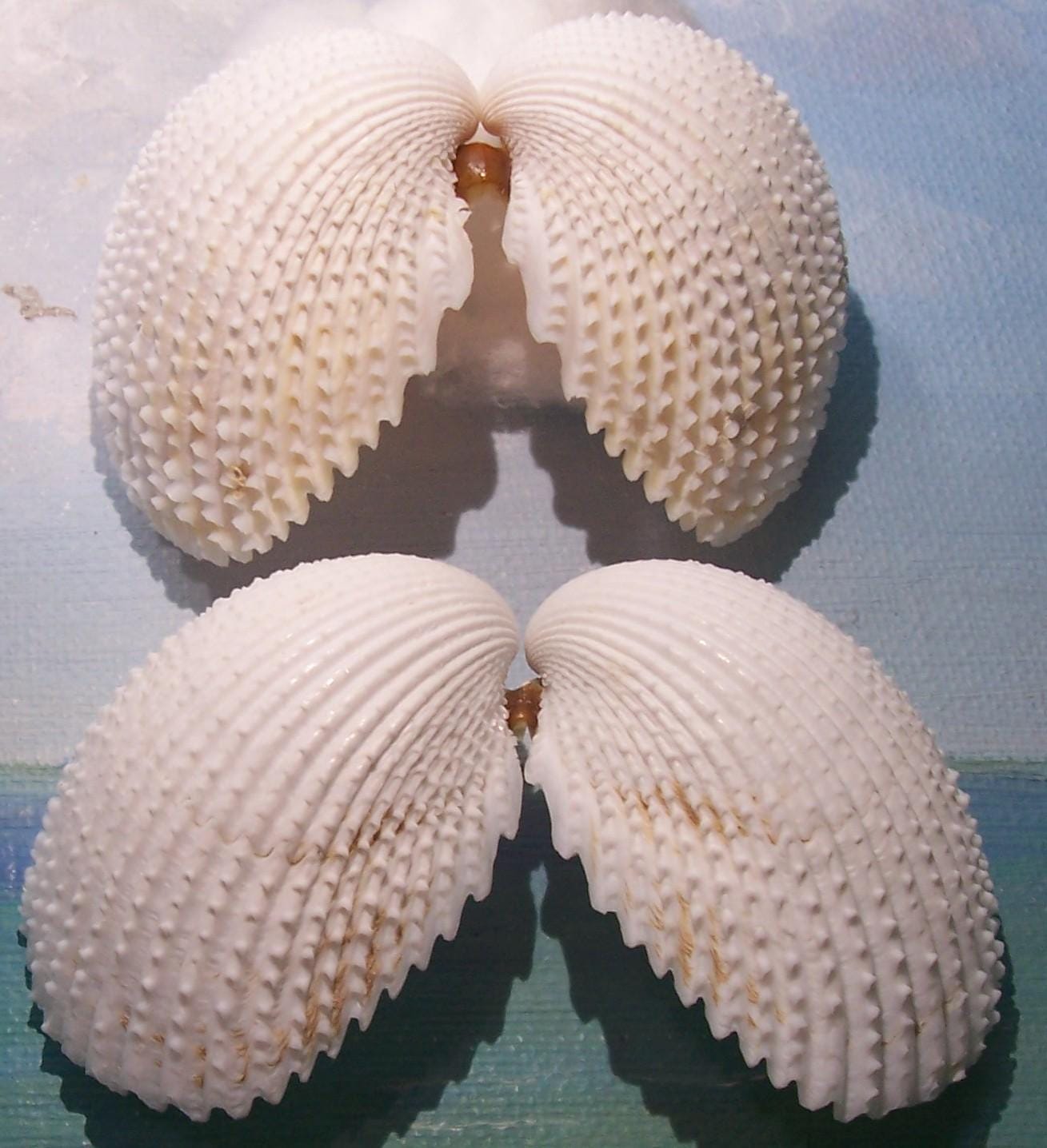 Pair of Florida Beach Collected Rare ALBINO, Albinistic W/ Pale Pink ...