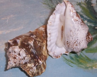 Set of two 65.9&69.7mm Florida Keys Collected Lobatus raninus HAWK WING Conch Shell, Seashell JB #1
