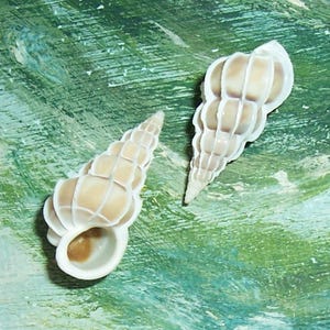 20.4&22.3mm Epitonium Gyroscala lamellosa Lamellose, BANDED WENTLETRAP Shell, Seashell